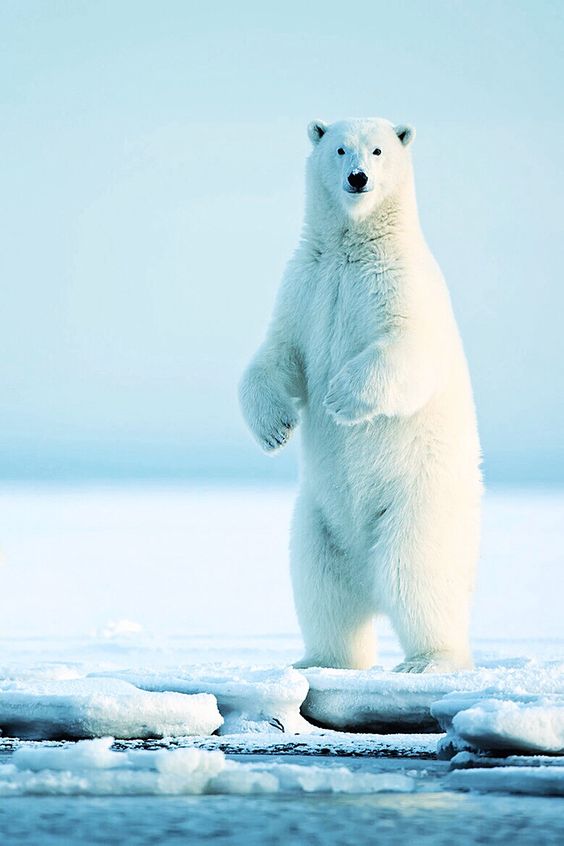 polarbear-left