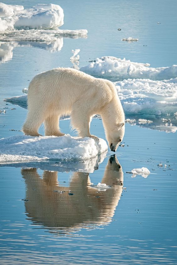 polarbear-right